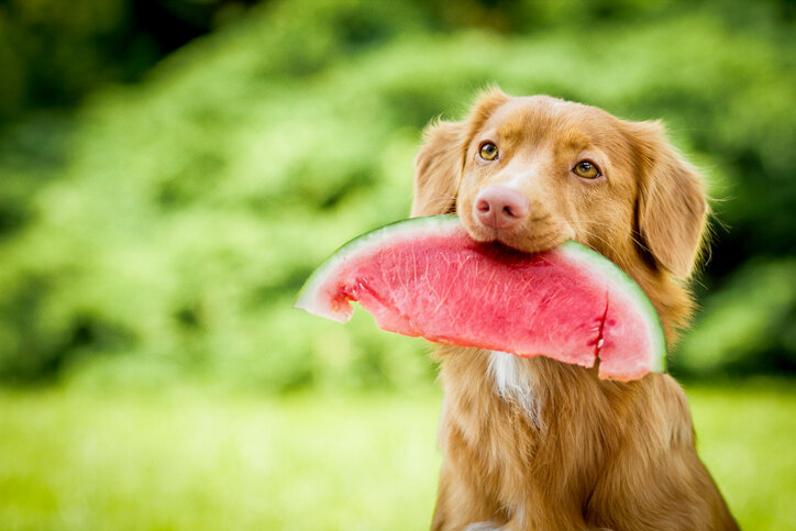 Why Do Dogs Love Human Food