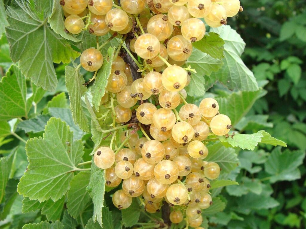 White Currants