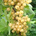 White Currants