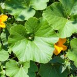 Squash leaves