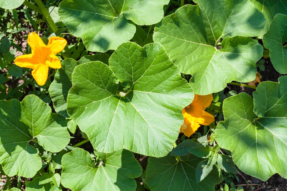 Squash leaves