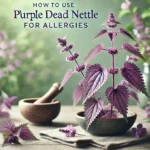 How to Use Purple Dead Nettle for Allergies