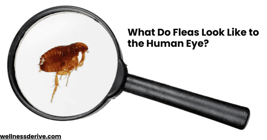 What Do Fleas Look Like to the Human Eye