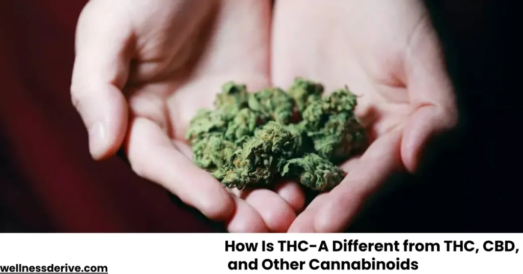 How Is THC-A Different from THC, CBD, and Other Cannabinoids
